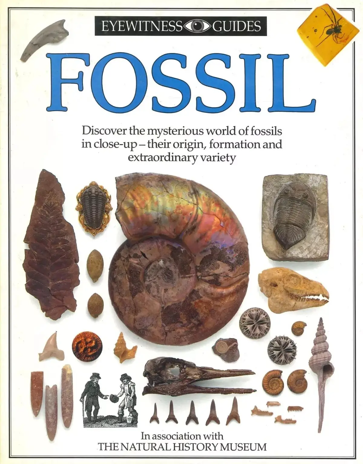 Fossil - DK Eyewitness Guides, Natural History Museum, Hardcover Book, Vol. 19