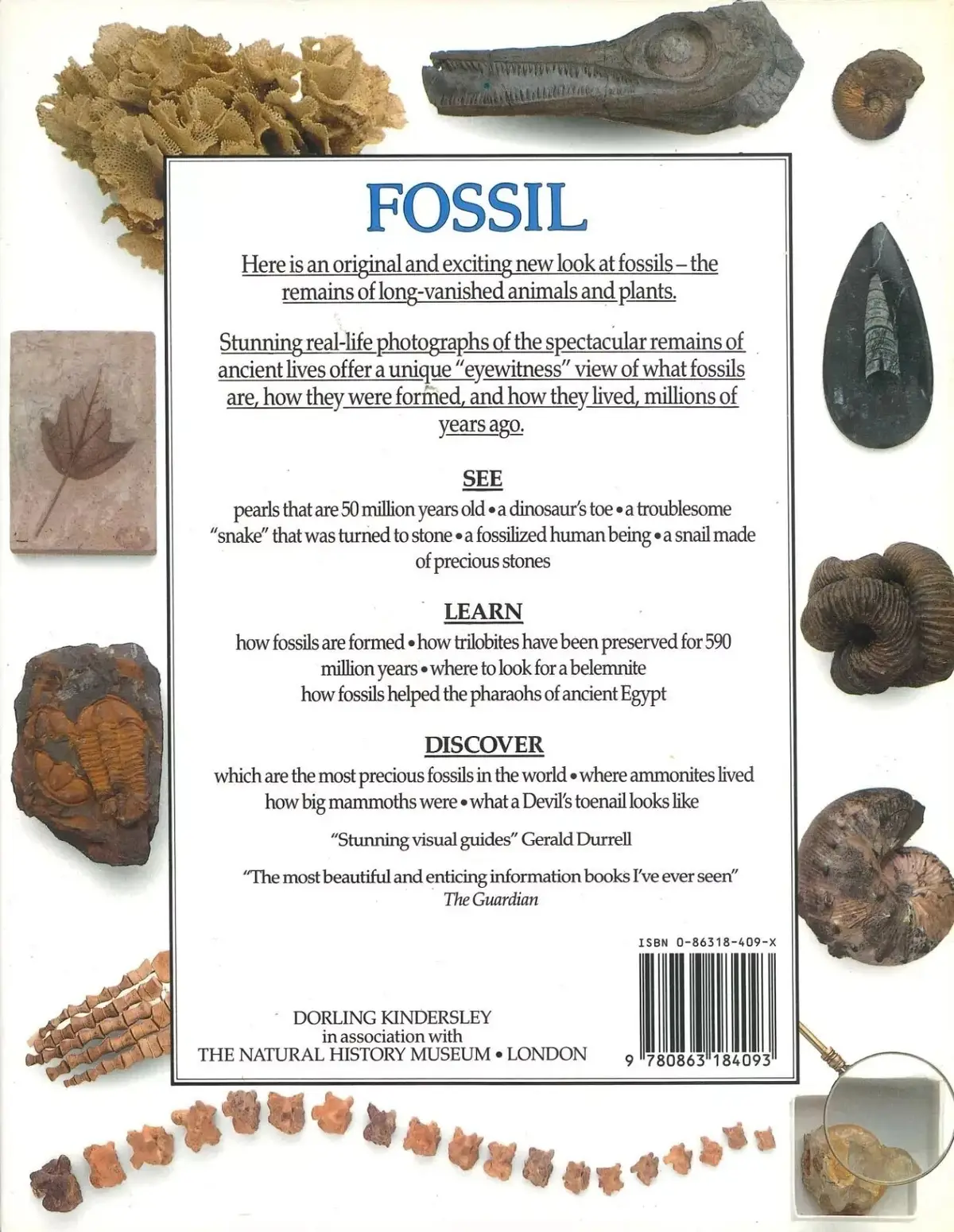 Fossil - DK Eyewitness Guides, Natural History Museum, Hardcover Book, Vol. 19 - image 3 | Free standard UK delivery included | Discount Quality Products