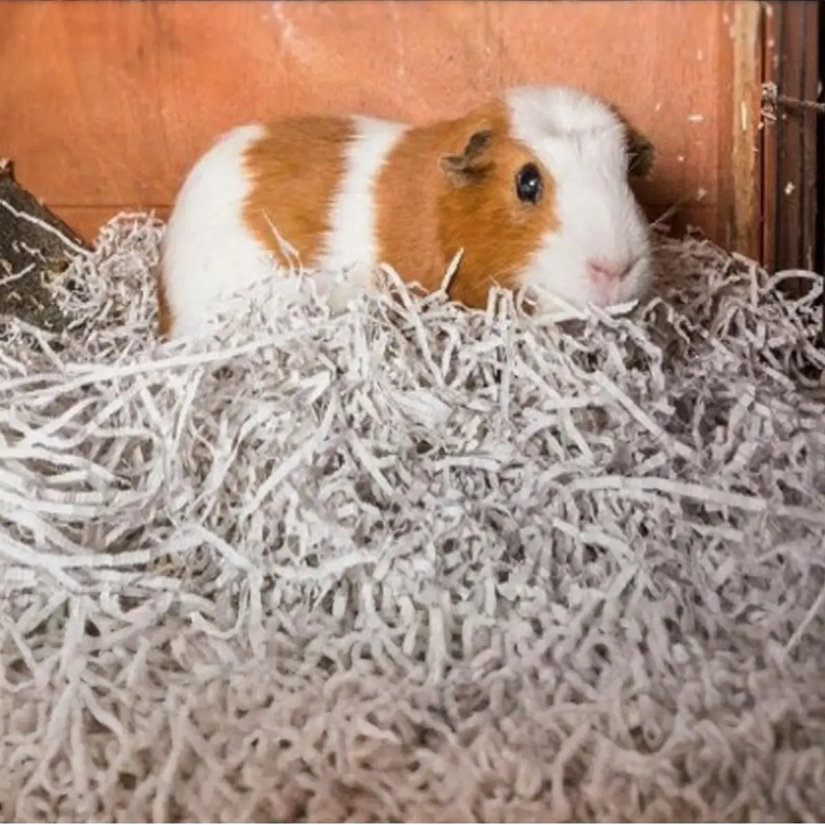 10kg Shredded Paper Eco-Friendly Packaging Material Void Fill Pet Animal Bedding - image 4 | Free standard UK delivery included | Discount Quality Products