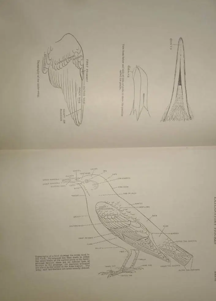 The Handbook of British Birds Vol. 1 to 5, Ornithology, Vintage Antique Books - image 5 | Free standard UK delivery included | Discount Quality Products