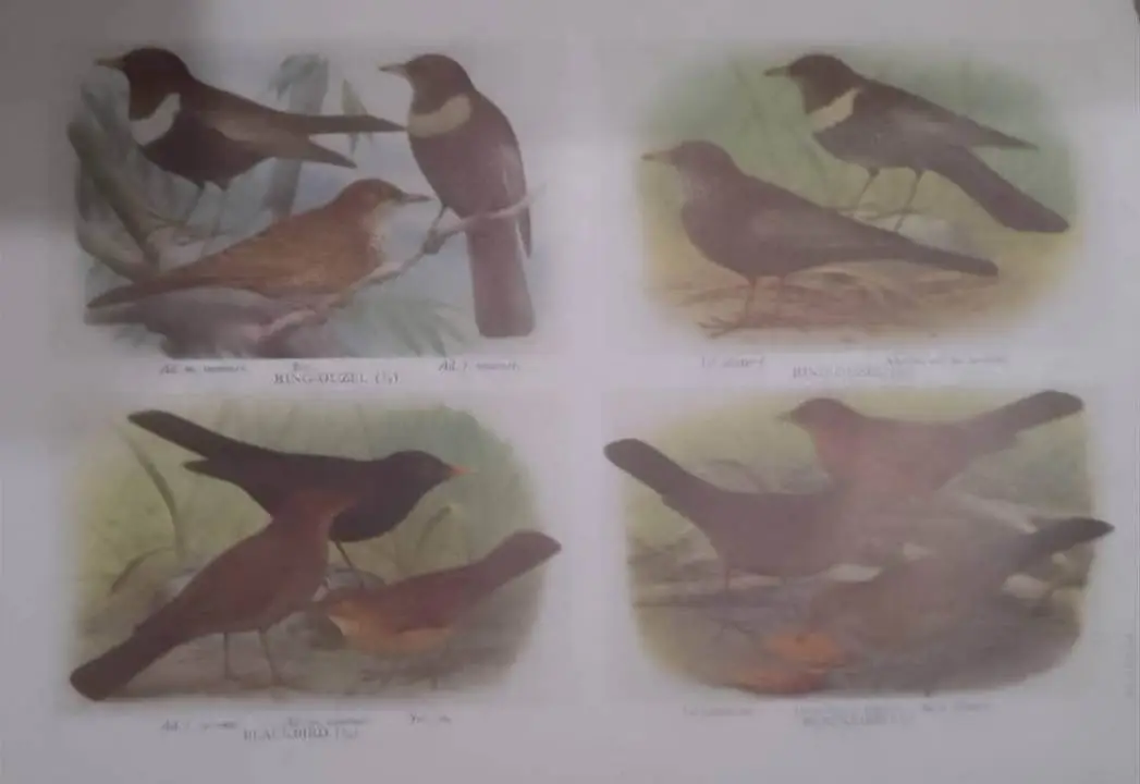 The Handbook of British Birds Vol. 1 to 5, Ornithology, Vintage Antique Books - image 7 | Free standard UK delivery included | Discount Quality Products