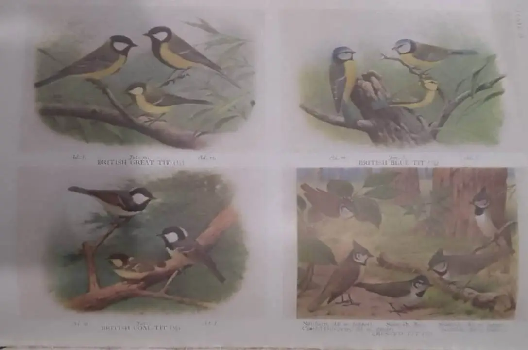 The Handbook of British Birds Vol. 1 to 5, Ornithology, Vintage Antique Books - image 8 | Free standard UK delivery included | Discount Quality Products