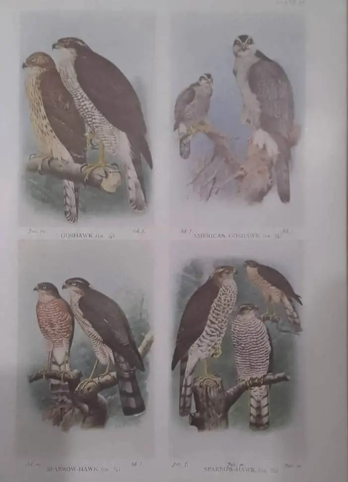 The Handbook of British Birds Vol. 1 to 5, Ornithology, Vintage Antique Books - image 11 | Free standard UK delivery included | Discount Quality Products