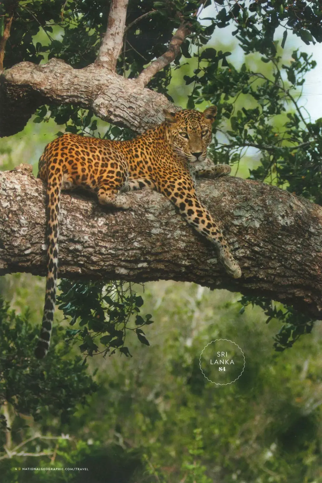National Geographic Traveller Magazine: Europe, Sri Lanka, Ireland, Nov 2026 - image 3 | Free standard UK delivery included | Discount Quality Products